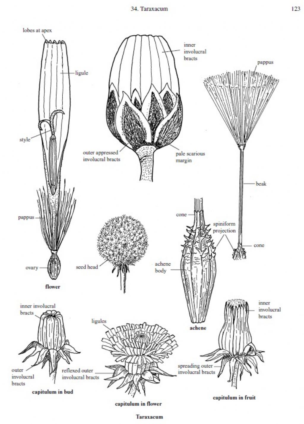 Un tarassaco...quale? Taraxacum sect. Taraxacum